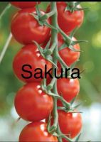 1 Tomatenpflanze SAKURA - Stück 1,00€‼️ Niedersachsen - Osnabrück Vorschau