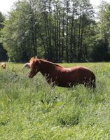 Islandpferd, Stute Schleswig-Holstein - Stapelfeld Vorschau