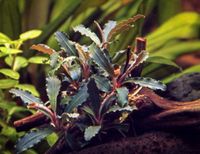 Bucephalandra spec. Red Scorpio  Rarität Aquarium Pflanze Wuppertal - Langerfeld-Beyenburg Vorschau