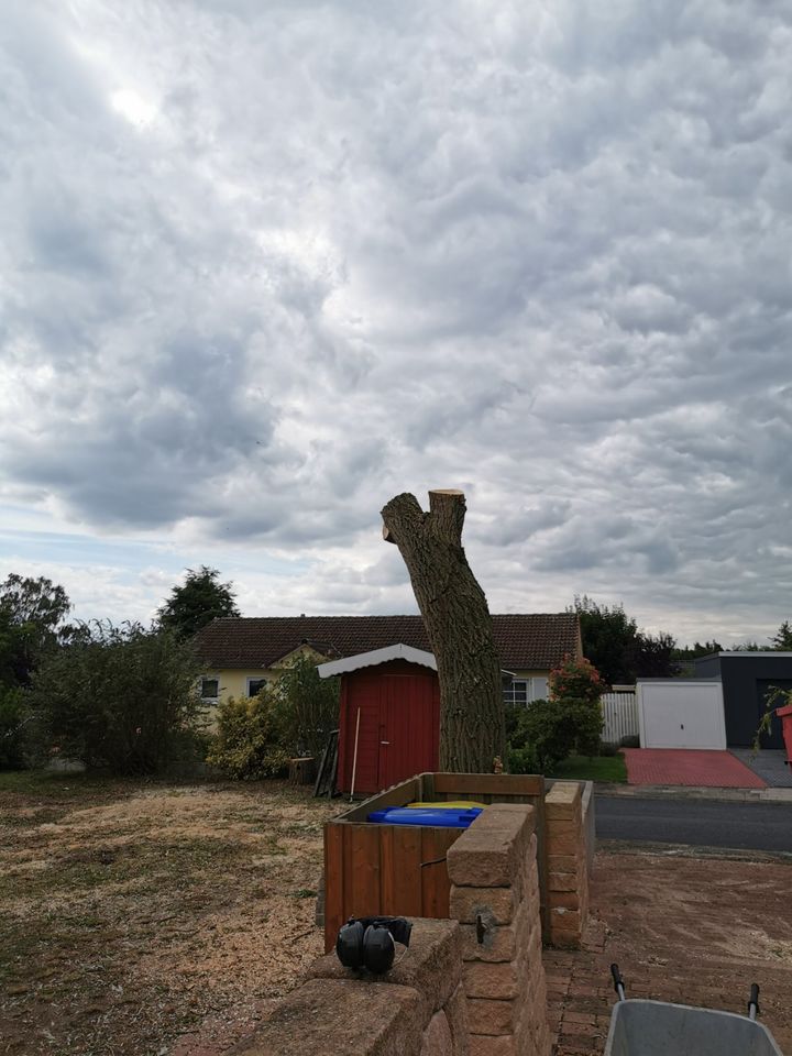 Gärtner / Gartenarbeit GARTEN UND BAUMPFLEGE in Peine