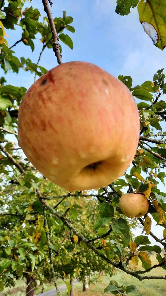 Apfelsaft Bioland Steuobstwiesen 3ltr 5ltr Bigbag in Hosten