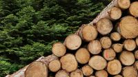 Stammholz RM für feuerholz und Brennholz Sachsen - Plauen Vorschau