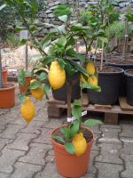 Zitronenbaum / Citrus limon Nordrhein-Westfalen - Schermbeck Vorschau