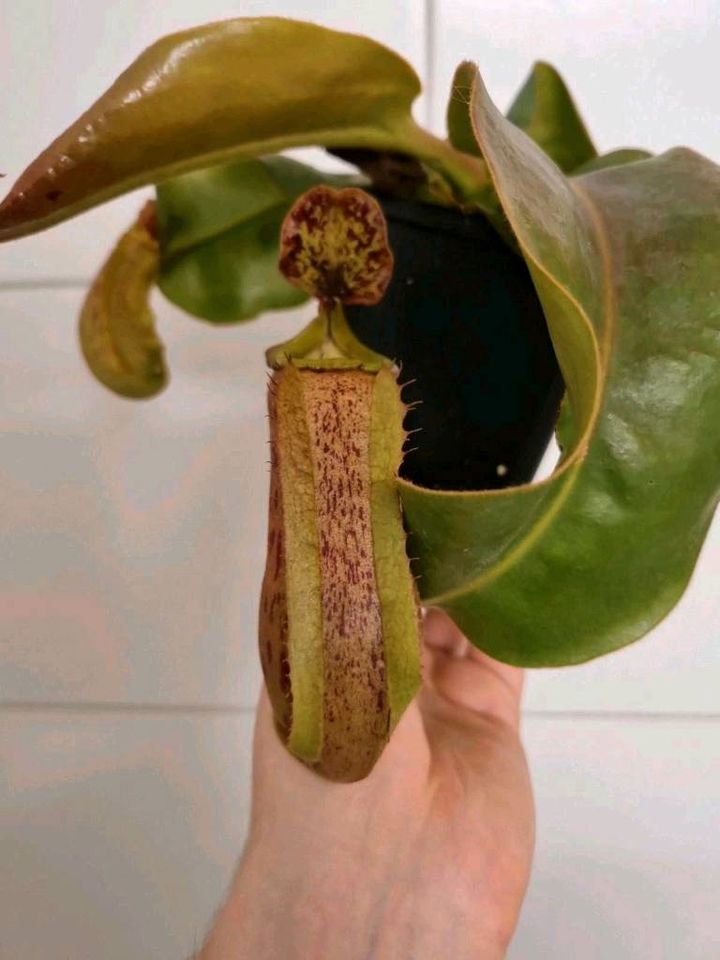 Nepenthes veitchii M x boschiana TT in Hameln