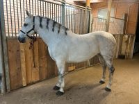 Warmblut Schimmelstute Western Freizeit Sport Pferd Baden-Württemberg - Rosenfeld Vorschau