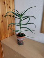 Gesunde Bio Zimmer Pflanze Aloe Vera 4 Jahre alt. Nordrhein-Westfalen - Krefeld Vorschau