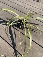 Grünlilie (Chlorophytum comosum) gestreift Rheinland-Pfalz - Waldsee Vorschau