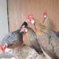 Hühner zwerghühner Hennen Nordrhein-Westfalen - Würselen Vorschau