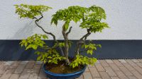 Koreanische Hainbuche Bonsai Bayern - Eging am See Vorschau