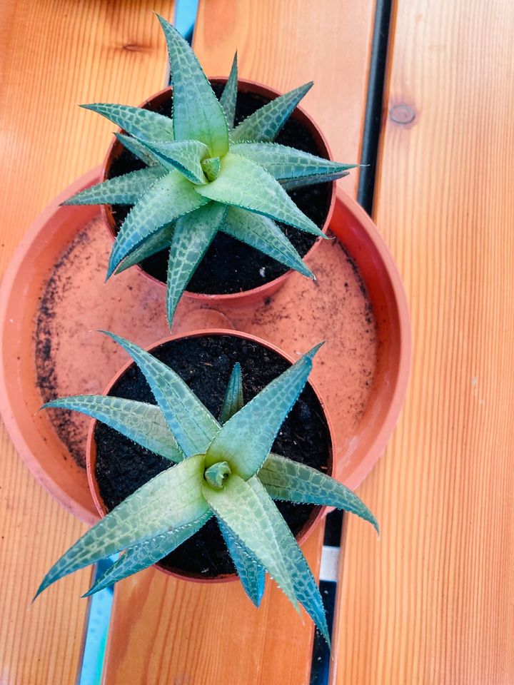 Mittelgroße Sukkulente bewurzelte mit Topf Haworthiopsis Limif. in Berlin