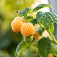 Gelbe schmackhafte Himbeeren 100% BIO Nordrhein-Westfalen - Bad Oeynhausen Vorschau