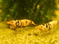 Golden Fancy Tiger Garnelen nur noch 10 Stück Nordrhein-Westfalen - Viersen Vorschau