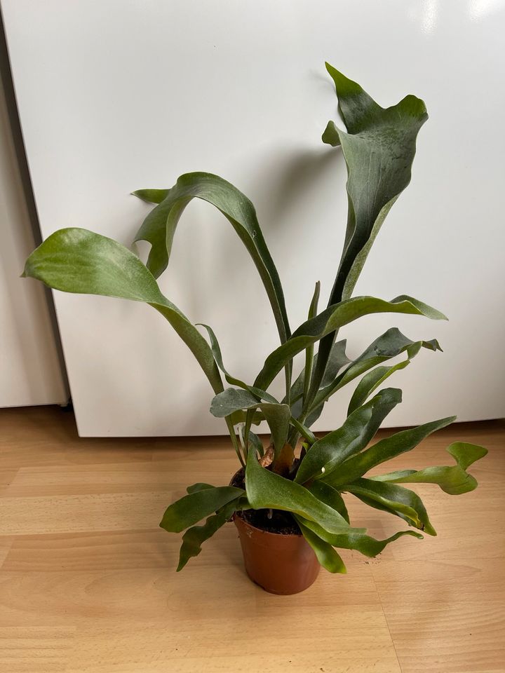 Platycerium bifurcaum Pflanze in Berlin