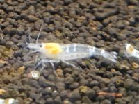 White Ghoost Bee Garnele 2,50€ Caridina toll fürs Aquarium Schleswig-Holstein - Nahe Vorschau