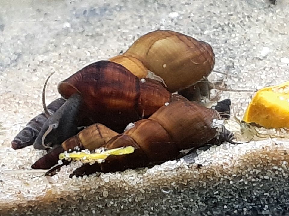 Tylomelania Perfecta lebend gebärend Wasserschnecke Donnerkeil in Jüchen