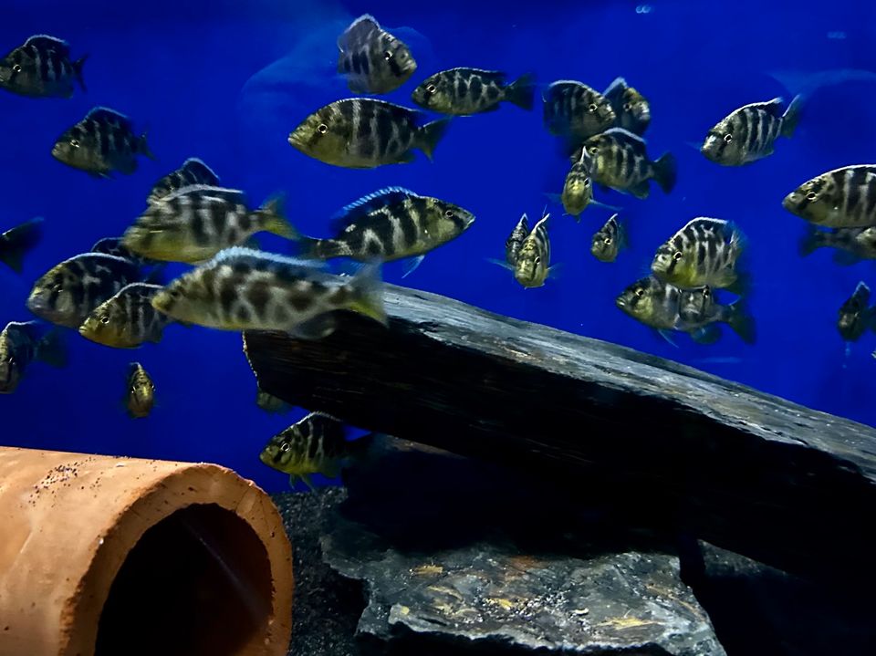 Nimbochromis Venustus - Giraffenbuntbarsch Malawi Hobbyzüchter in Dorsten