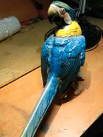 Papagei aus Porzellan der Marke  Karl ens Duisburg - Hamborn Vorschau