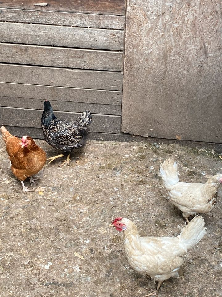 4 Hühner - Hennen - 10 Monate alt in Biebesheim