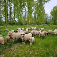 Schafwolle als Dünger abzugeben Thüringen - Bad Sulza Vorschau