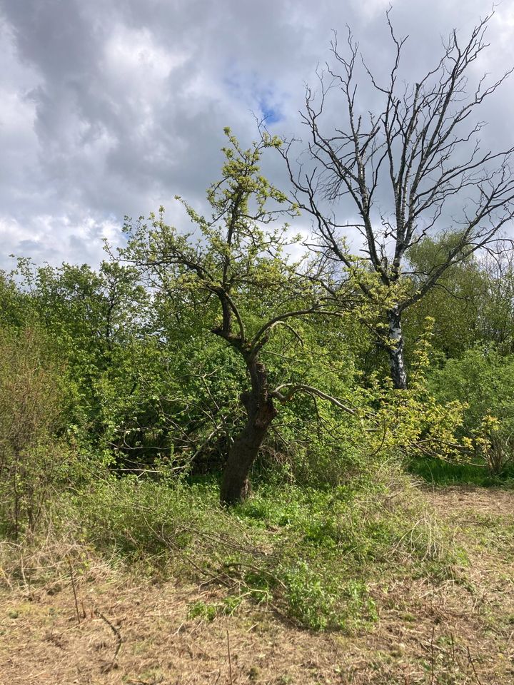 Baumpflege in der Prignitz in Groß Pankow (Prignitz)