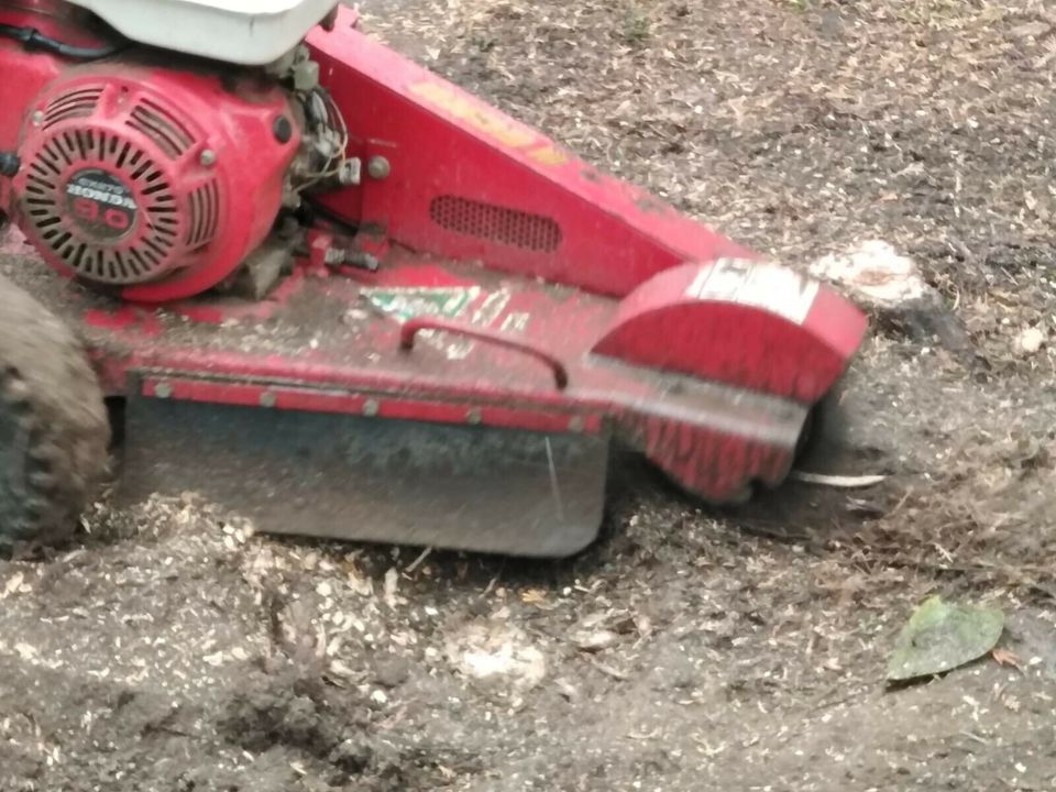 Wurzelfräsen, Wurzel entfernen, Stubbenfräsen in Leuna