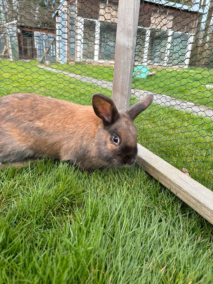 Kaninchen Mänchen in Katlenburg-Lindau