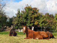 Offenstallplatz Rentnerpferd  Rehepferd zwei Plätze Hessen - Oberursel (Taunus) Vorschau