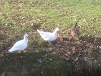 Warzenenten Stummenten Bayern - Burgheim Vorschau