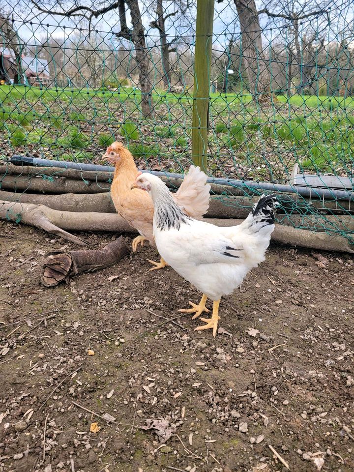 Verkaufe verschiedene Hühner Grünleger Maran Susex in Affalterbach  
