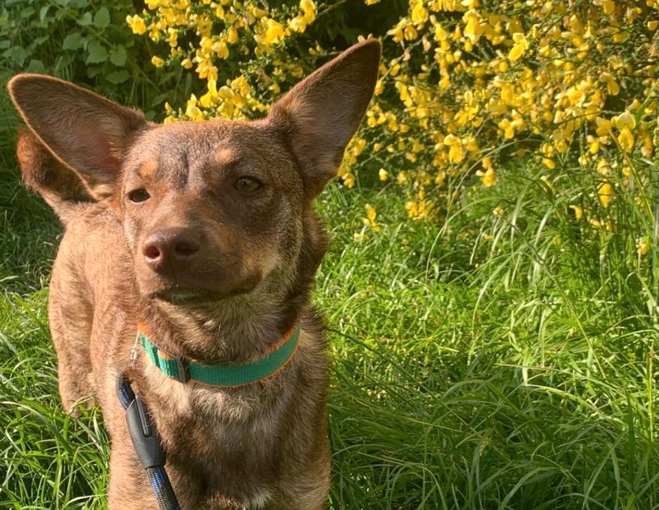 Clara ❤️ Hund sucht ein zuhause in Castrop-Rauxel