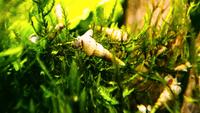 ⭐Indische / Malaiische Turmdeckelschnecke / 2 Stück 1€*⭐ Rheinland-Pfalz - Minfeld Vorschau