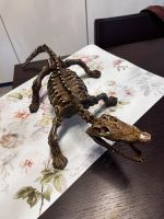 Reptilien skelett Bayern - Geisenhausen Vorschau