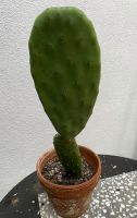 Kaktus, Ohrenkaktus ; 30 cm Baden-Württemberg - Rottweil Vorschau