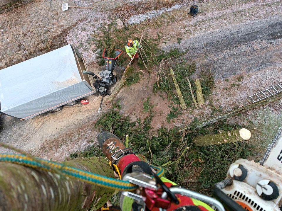 Baumfällung, Fällarbeiten, Baum fällen in Bischofsheim