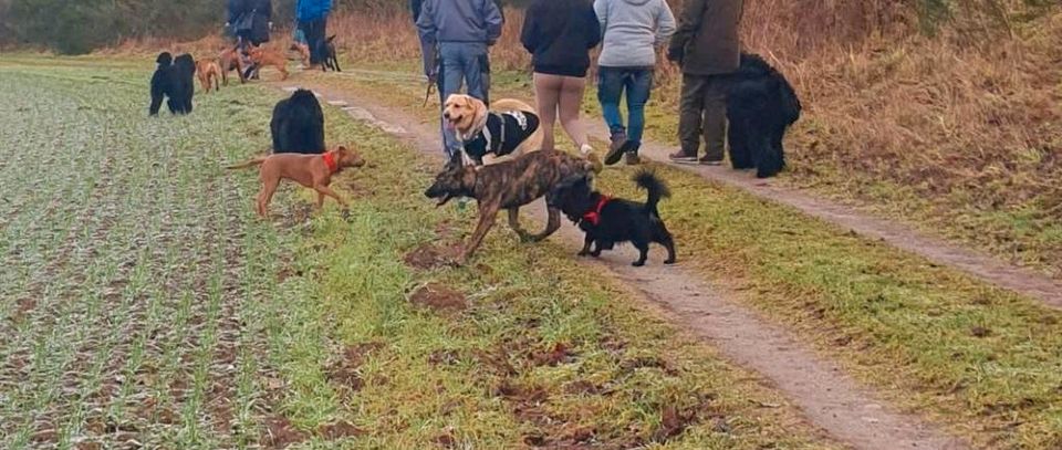 Gassi kumpels /training begeisterte in Richtenberg