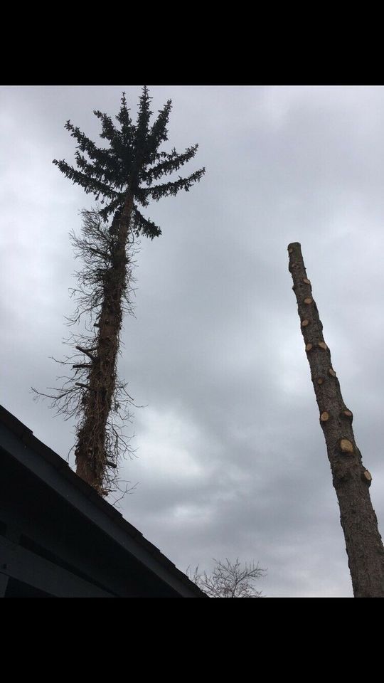 Baumfällungen / Abtragen mit SKT, Brennholz!!!&weitere Arbeiten in Jerichow