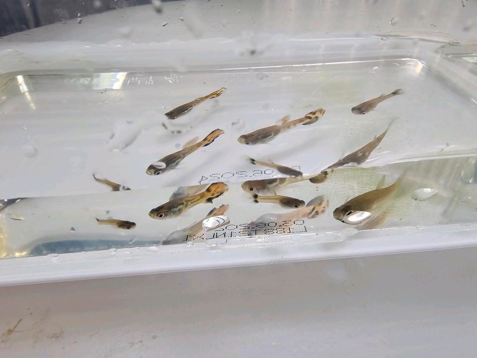 Guppys Fische Aquarium Moos in Wiesbaden