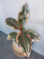 Ficus Elastica Belize 40cm Gummibaum etablierte Zimmerpflanze Berlin - Reinickendorf Vorschau