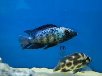 Fossorochromis Rostratus Bayern - Mallersdorf-Pfaffenberg Vorschau