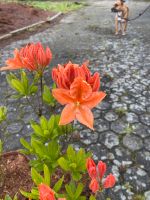 Rhododendron hybride/ Azalee /Pflanzen Garten Pflanzen Hecke Niedersachsen - Bad Zwischenahn Vorschau