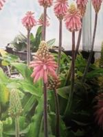 Veltheimia, Blütenpracht im Winter Thüringen - Greußen Vorschau