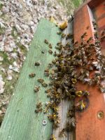 Bienenschwarm auf Zander, Königin in Eilage Bayern - Ebnath Vorschau