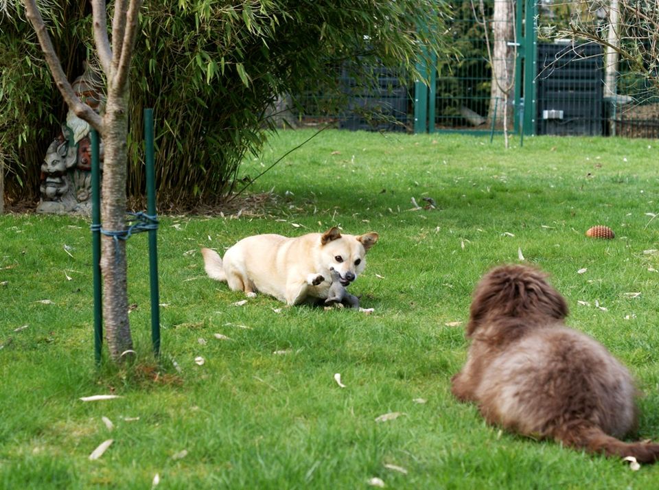 Liebevolle Tages- oder Urlaubsbetreuung für ihren Hund in Hamm