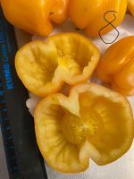 Paprika Tomaten gelb alte Sorte groß Privat Baden-Württemberg - Esslingen Vorschau
