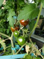 Tomatenpflanzen Alte Sorte verschiedene Grössen Rheinland-Pfalz - Hetzerath (Mosel) Vorschau