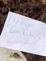 Walliser Schwarznasen wolle Vlies spinnen filzen Landschaft lamm Mecklenburg-Vorpommern - Sassen-Trantow Vorschau