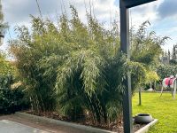 >> sofortiger SICHTSCHUTZ, toll gewachsener bildschöner Bambus << Wandsbek - Hamburg Sasel Vorschau