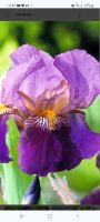 Schwertlilie Iris violett Nordrhein-Westfalen - Moers Vorschau