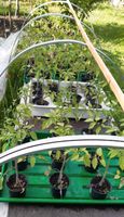15 Tomatenpflanzen "Harzfeuer" für 15 € Salattomate Leipzig - Mockau-Nord Vorschau