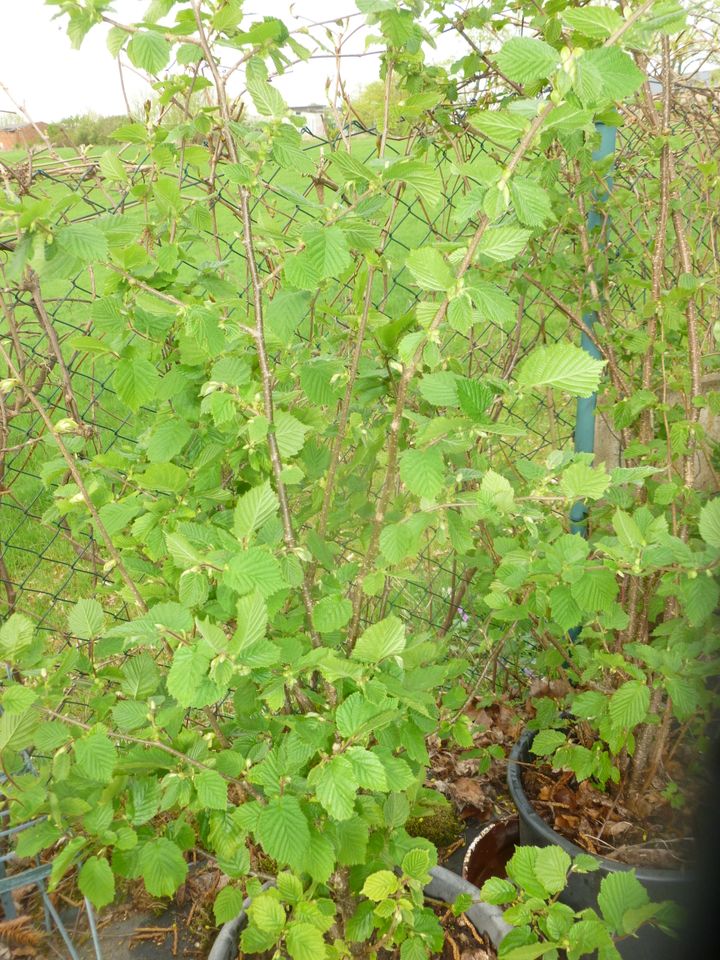 Taxus Baccata / Säulen - Eibe in Biesenthal